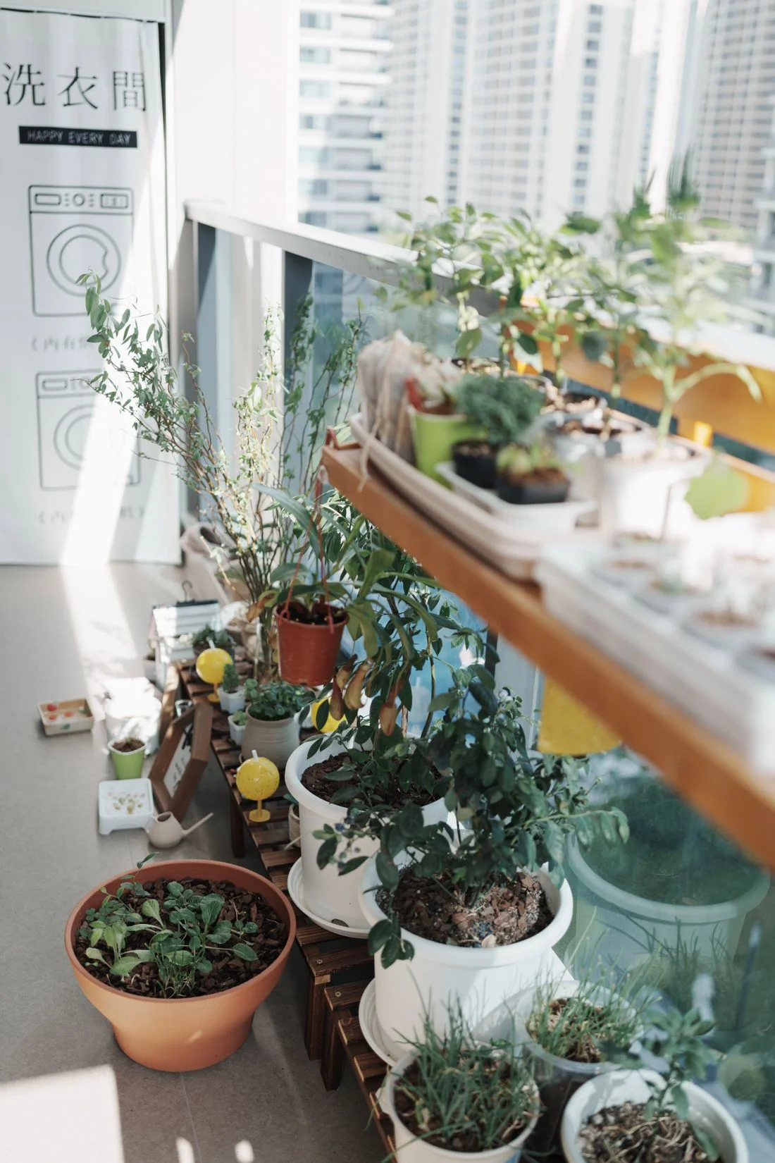 Potted plants organized on an urban balcony