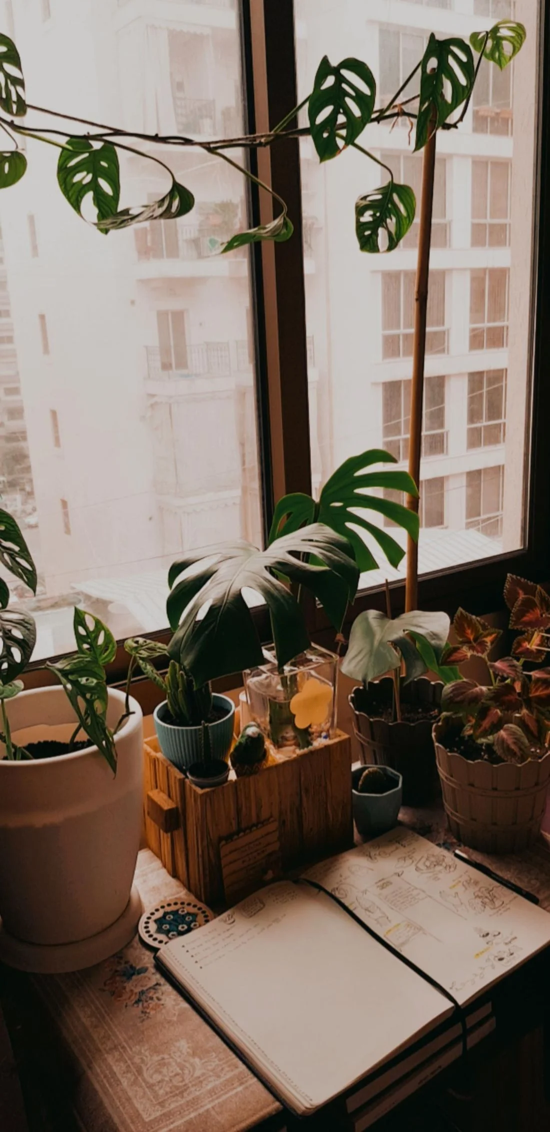Houseplants beside a bright window
