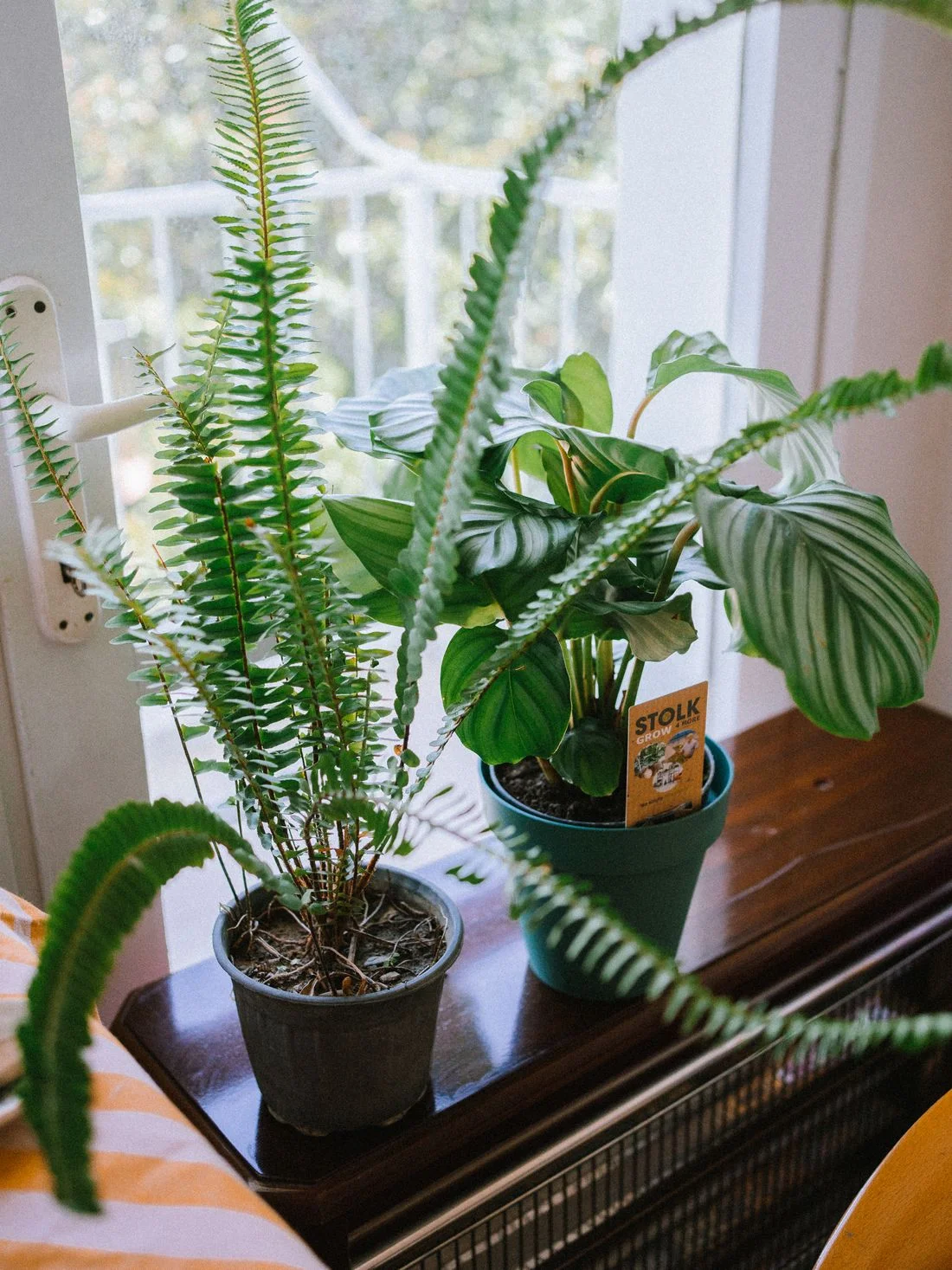 Green potted plants arranged on a windowsill