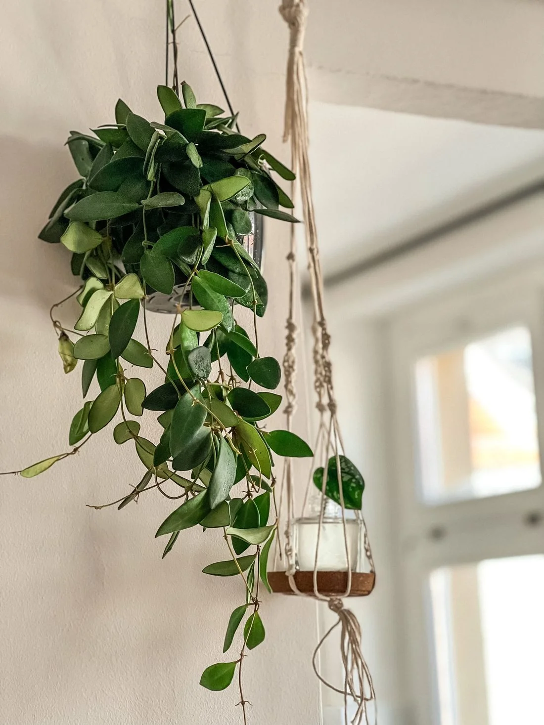 Leafy plant in a macrame hanger